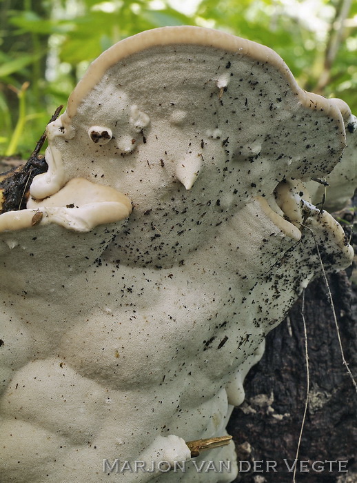 Essenzwam - Perenniporia fraxinea